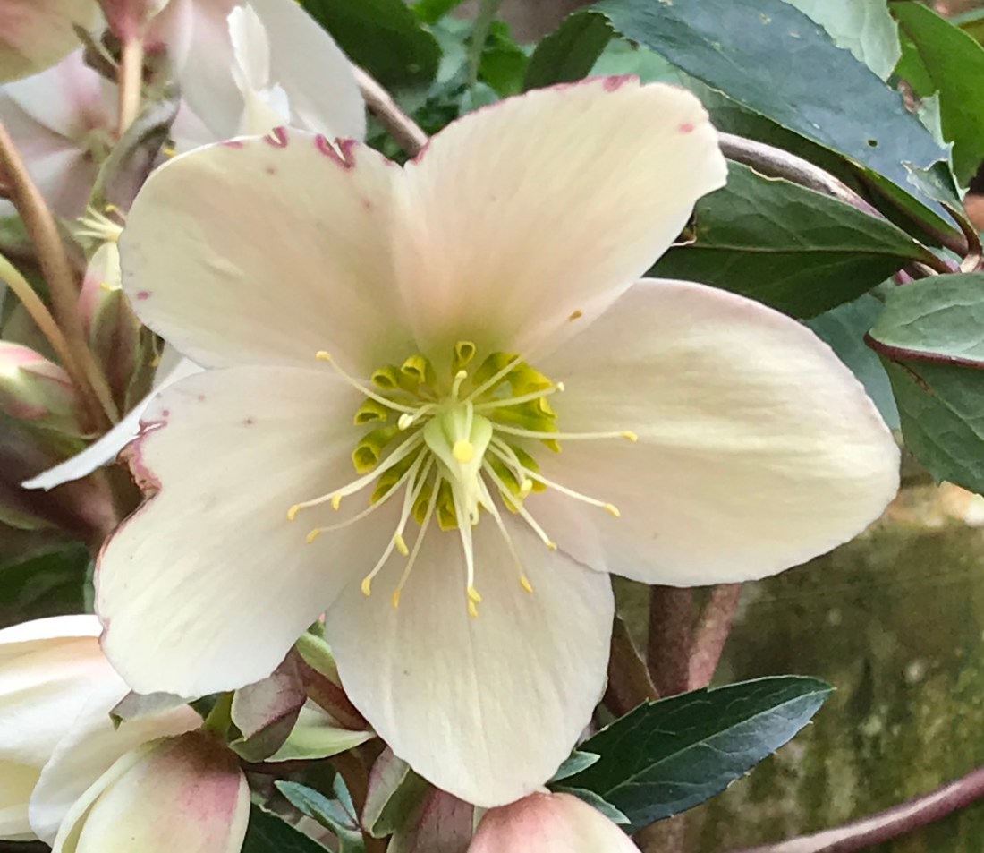 Helleborus niger