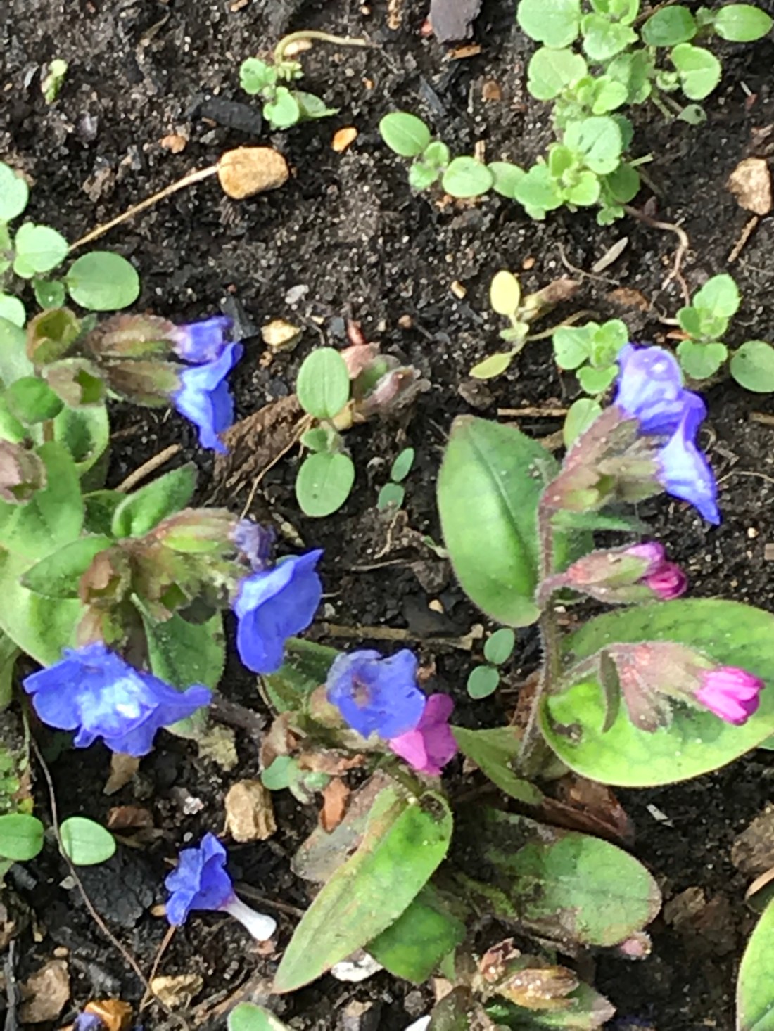 Pulmonaria officinalis