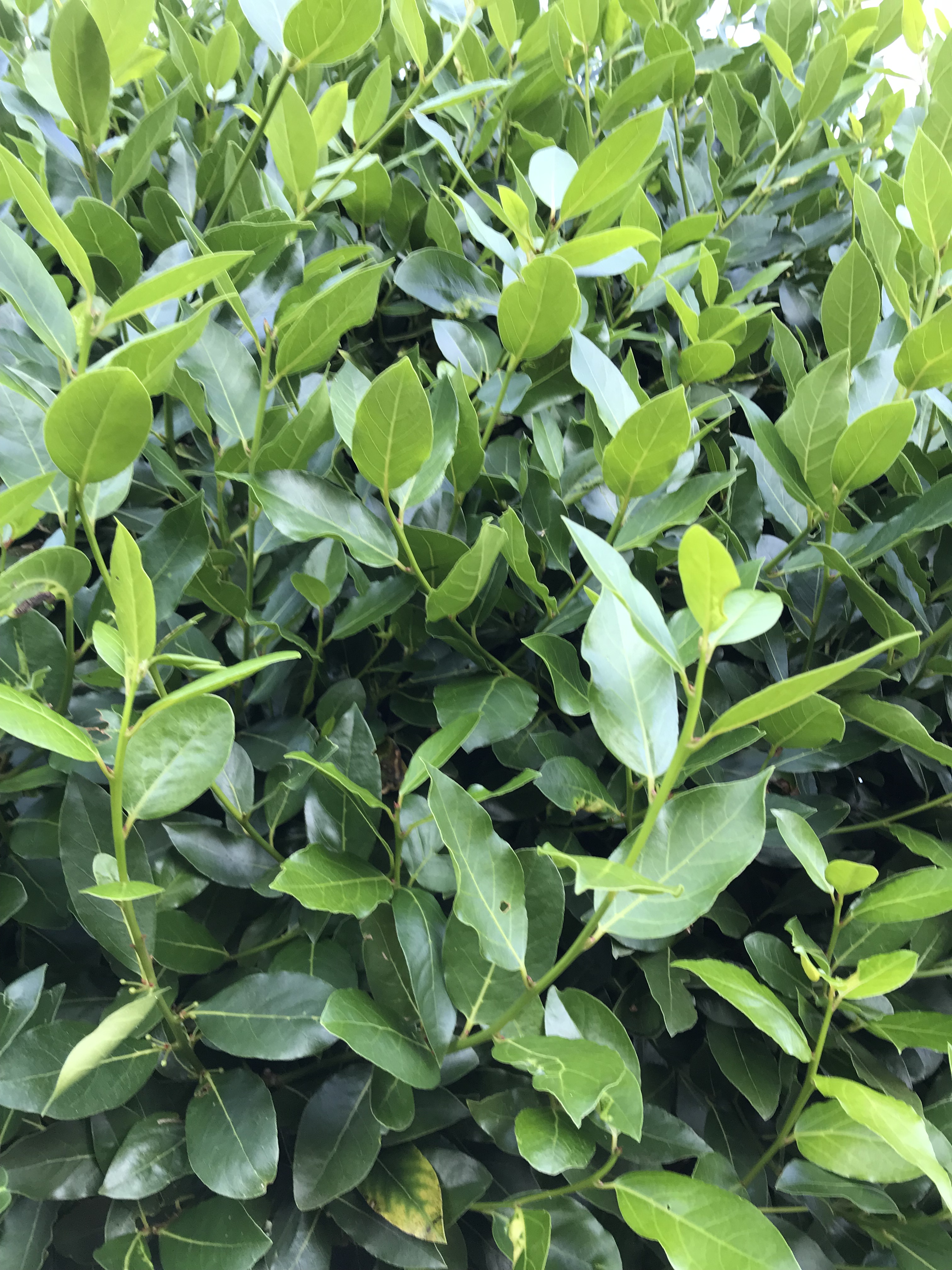 Laurus nobilis – thephilosophergardener