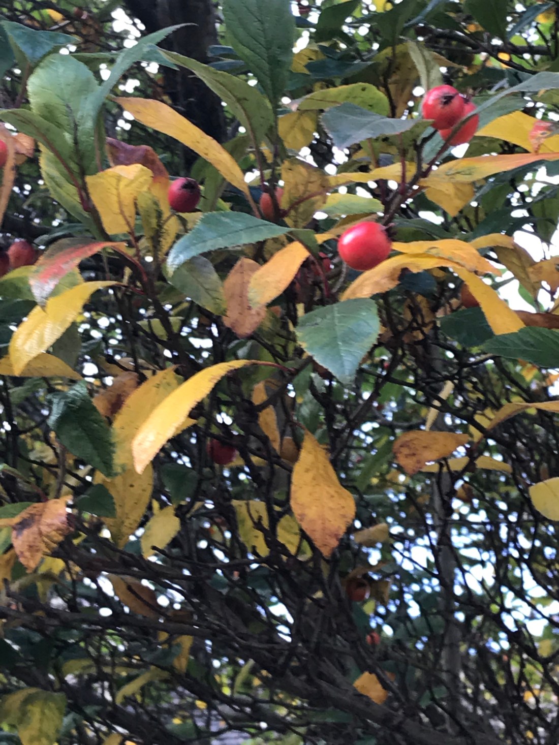 6OHjKZKNSGqSwP7Hgus3BA